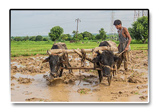 India - obrábanie poľa s ryžou