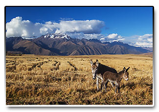 Peru - Andy