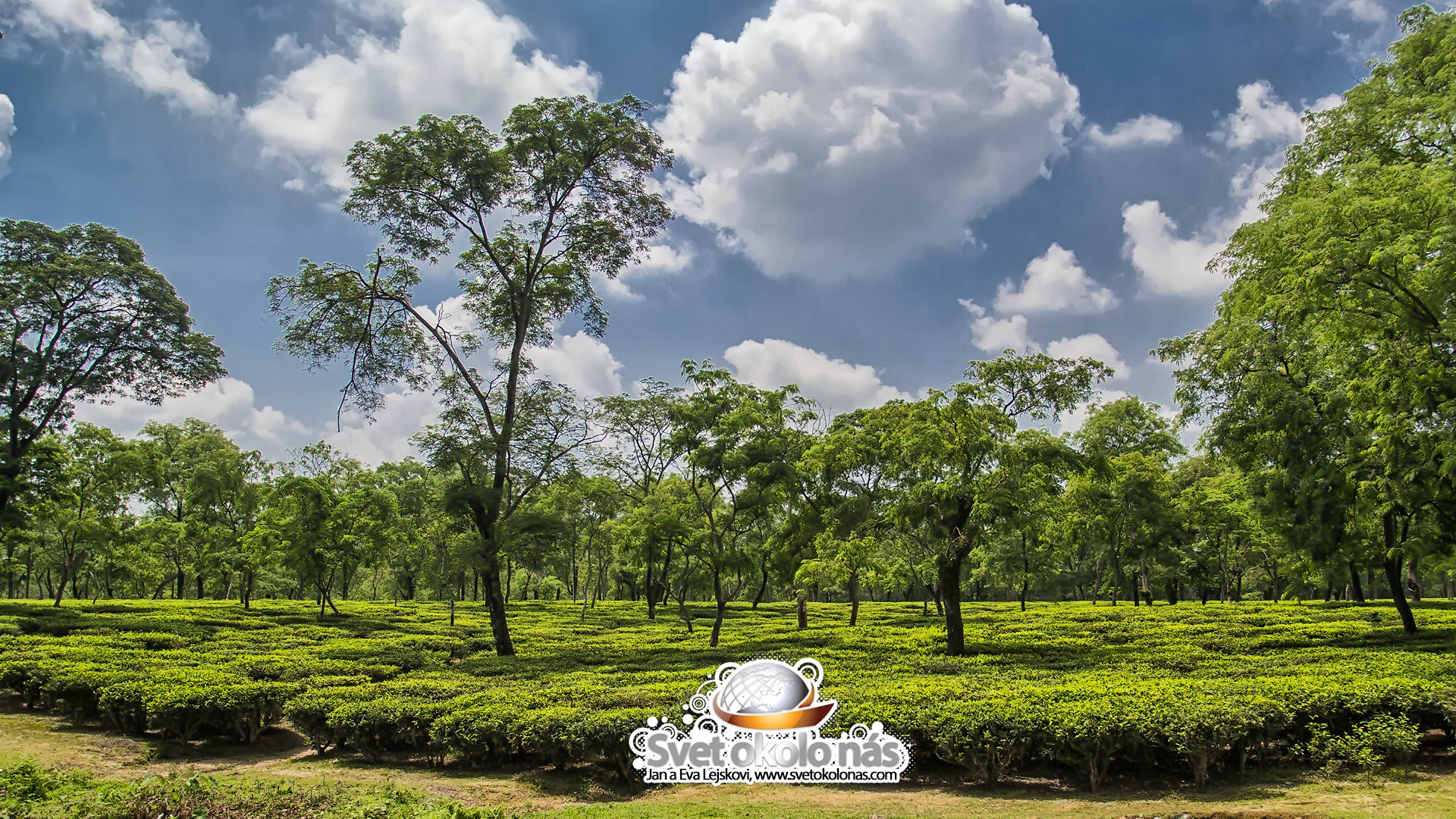 Tapeta na plochu, India - Čajové plantáže v Darjeelingu