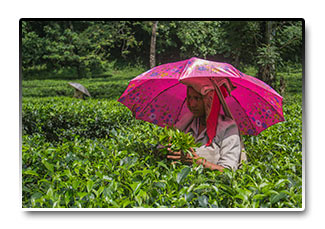 India - zber čajových lístkov v Darjeelingu