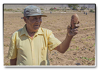Peru - najslávnejšia peruánska plodina, zemiaky