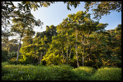 Vietnam -  Tropický deštný les se regeneruje