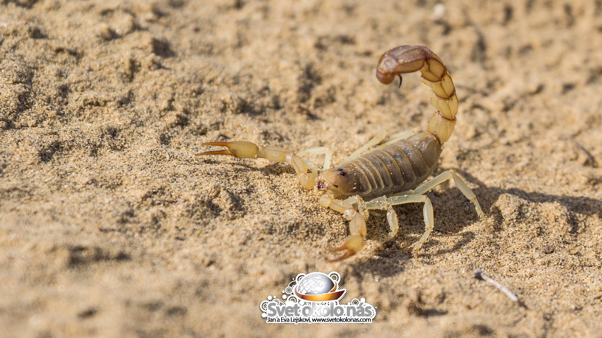 Tapeta na plochu, India - Púšť Thár škorpión